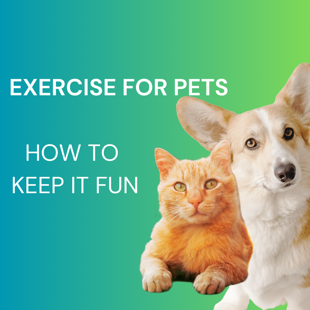 The Importance of Regular Exercise for Pets and How to Keep It Fun